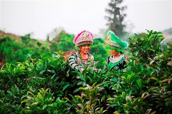 Chè Shan Tuyết Suối Giàng: Từ đỉnh non thiêng vươn ra biển lớn