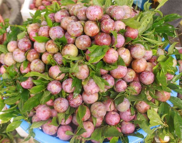 Du lịch “Cao nguyên trắng” Bắc Hà mùa mận chín