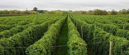 HPA 2025 Crop Report báo cáo vụ mùa hoa Houblong 2025